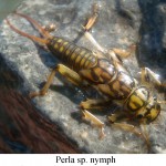 Vesnyanyki (fluture), totul despre pescuit (vesnyanki) Stonefly, totul despre pescuit