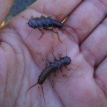 Springfly (fluture), totul despre pescuit (larva pistrui) Stonefly, totul despre pescuit