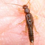 Stonefly, totul despre pescuit