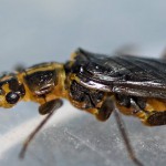 Vesnyanyki (piatra de mistreț), totul despre pescuit (un măgar de zmeură dragonfly caddis) Stonefly, totul despre pescuit