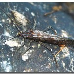 Веснянки (stonefly), все про рибалку