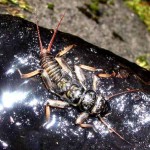 Stonefly, totul despre pescuit