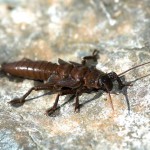 Stonefly, totul despre pescuit