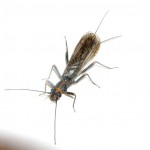 Vesnyanyki (stonefly), totul despre pescuit (vesnică de insecte) Stonefly, totul despre pescuit