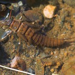 Веснянки (stonefly), все про рибалку