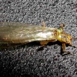 Stonefly, totul despre pescuit