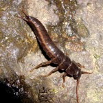 Stonefly, totul despre pescuit