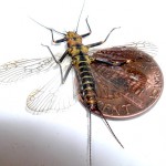 Springfly (fluture), totul despre pescuit (fotografia osnyanka) Stonefly, totul despre pescuit