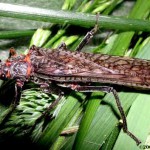 Stonefly, totul despre pescuit