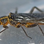 Vesnyanyki (fluture), totul despre pescuit (larva fotografiei foto) Stonefly, totul despre pescuit