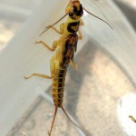 Мухи (stonefly), всичко за риболова