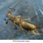 Stonefly, totul despre pescuit (fluture) Stonefly, totul despre pescuit