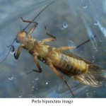 Stonefly, totul despre pescuit