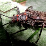 Stonefly, totul despre pescuit