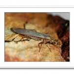 Stonefly, totul despre pescuit