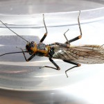 Веснянки (stonefly), все про рибалку