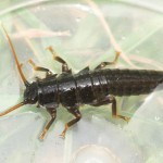 Stonefly, totul despre pescuit