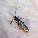 Веснянки (stonefly), все про рибалку