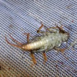 Stonefly, totul despre pescuit