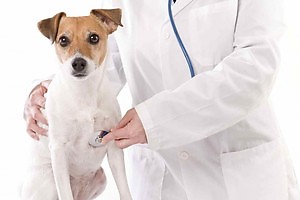 Clinica veterinară a medicului srjumov n