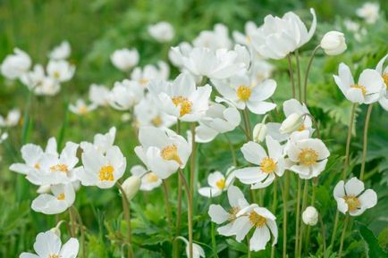 Vierme de stejar (anemone stejar grove) fotografie, descriere