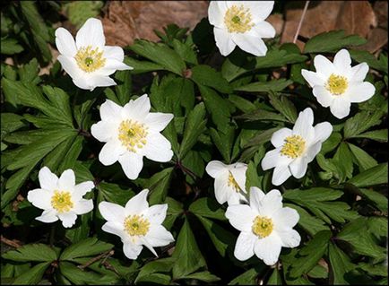 Wood Anemone fotó, leírás, telepítési és gondozási