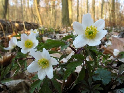 Wood Anemone fotó, leírás, telepítési és gondozási