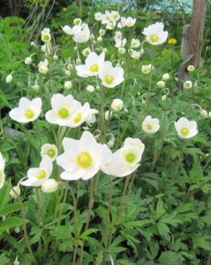 Wood Anemone fotó, leírás, ültetés, gondozás, hasznos tulajdonságok