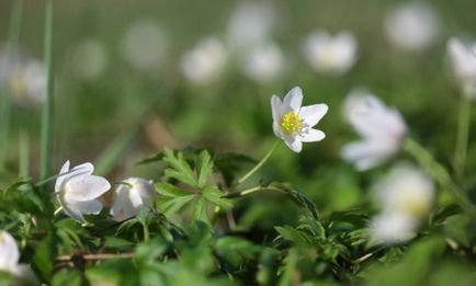 Vetrenitsa stejar grove fotografie, descriere, plantare, îngrijire, proprietăți utile