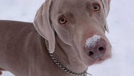 Weimaraner (Weimar Peg) fotografie și video, descriere completă a rasei, prețuri