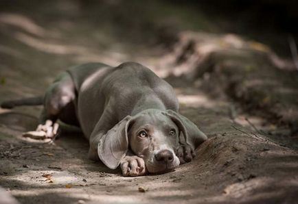 Weimaraner (Weimar Peg) fotografie și video, descriere completă a rasei, prețuri