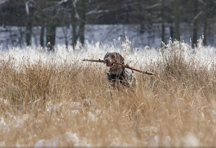 Веймаранер (веймарська лягава) фото і відео, повний опис породи, ціни