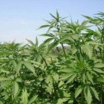 Alegem un loc pentru o plantație - canabis în creștere, marijuana, canabis pe teren deschis