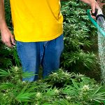 Alegem un loc pentru o plantație - canabis în creștere, marijuana, canabis pe teren deschis