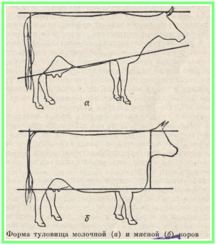 Вибір молочної корови