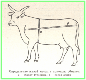 Вибір молочної корови