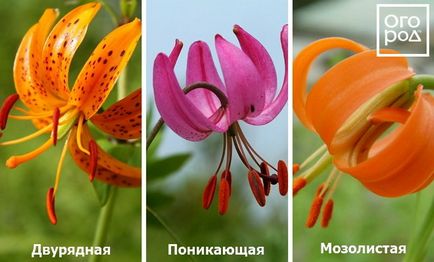 Види і групи садових лілій - опис і фото, в квітнику ()