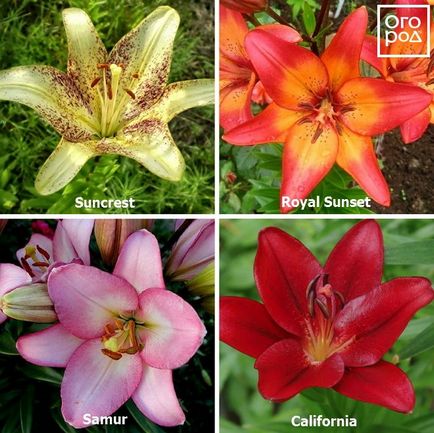 Tipuri și grupuri de nuferi de grădină - descriere și fotografii, într-o grădină de flori ()