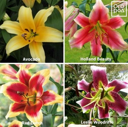 Види і групи садових лілій - опис і фото, в квітнику ()