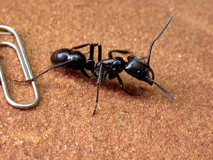 види мурах