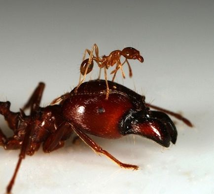 види мурах
