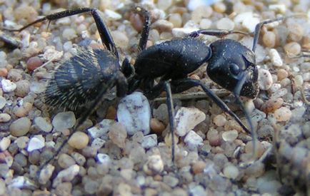 Tipuri de furnici
