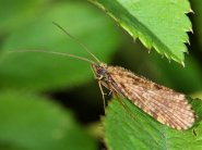 Típusai szitakötők és rokonaik - kérészek, stoneflies, caddisflies - Élő Föld - mind az élővilág