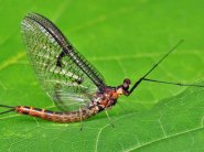 Típusai szitakötők és rokonaik - kérészek, stoneflies, caddisflies - Élő Föld - mind az élővilág