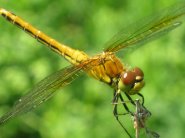 Típusai szitakötők és rokonaik - kérészek, stoneflies, caddisflies - Élő Föld - mind az élővilág