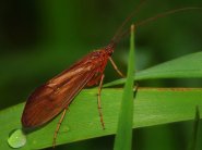 Típusai szitakötők és rokonaik - kérészek, stoneflies, caddisflies - Élő Föld - mind az élővilág