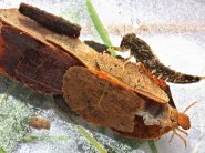 Típusai szitakötők és rokonaik - kérészek, stoneflies, caddisflies - Élő Föld - mind az élővilág (rövid szitakötők) Típusai szitakötők és rokonaik - kérészek, stoneflies, caddisflies - Élő Föld - mind az élővilág