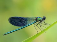 Típusai szitakötők és rokonaik - kérészek, stoneflies, caddisflies - Élő Föld - mind az élővilág