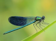 Típusai szitakötők és rokonaik - kérészek, stoneflies, caddisflies - Élő Föld - mind az élővilág (rövid szitakötők) Típusai szitakötők és rokonaik - kérészek, stoneflies, caddisflies - Élő Föld - mind az élővilág
