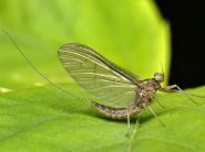 Típusai szitakötők és rokonaik - kérészek, stoneflies, caddisflies - Élő Föld - mind az élővilág